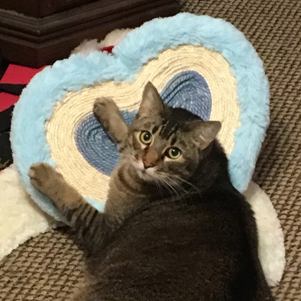 Bubby Rule #1 - Bundle and SAVE!